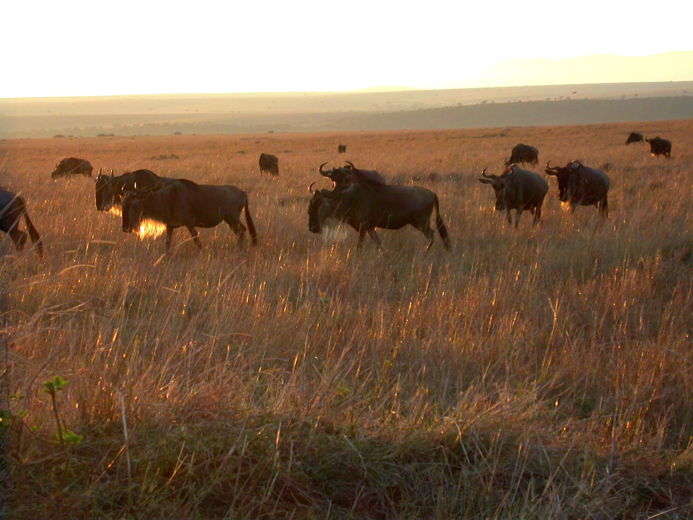 gnous du matin, Masaï Mara NP, Kenya