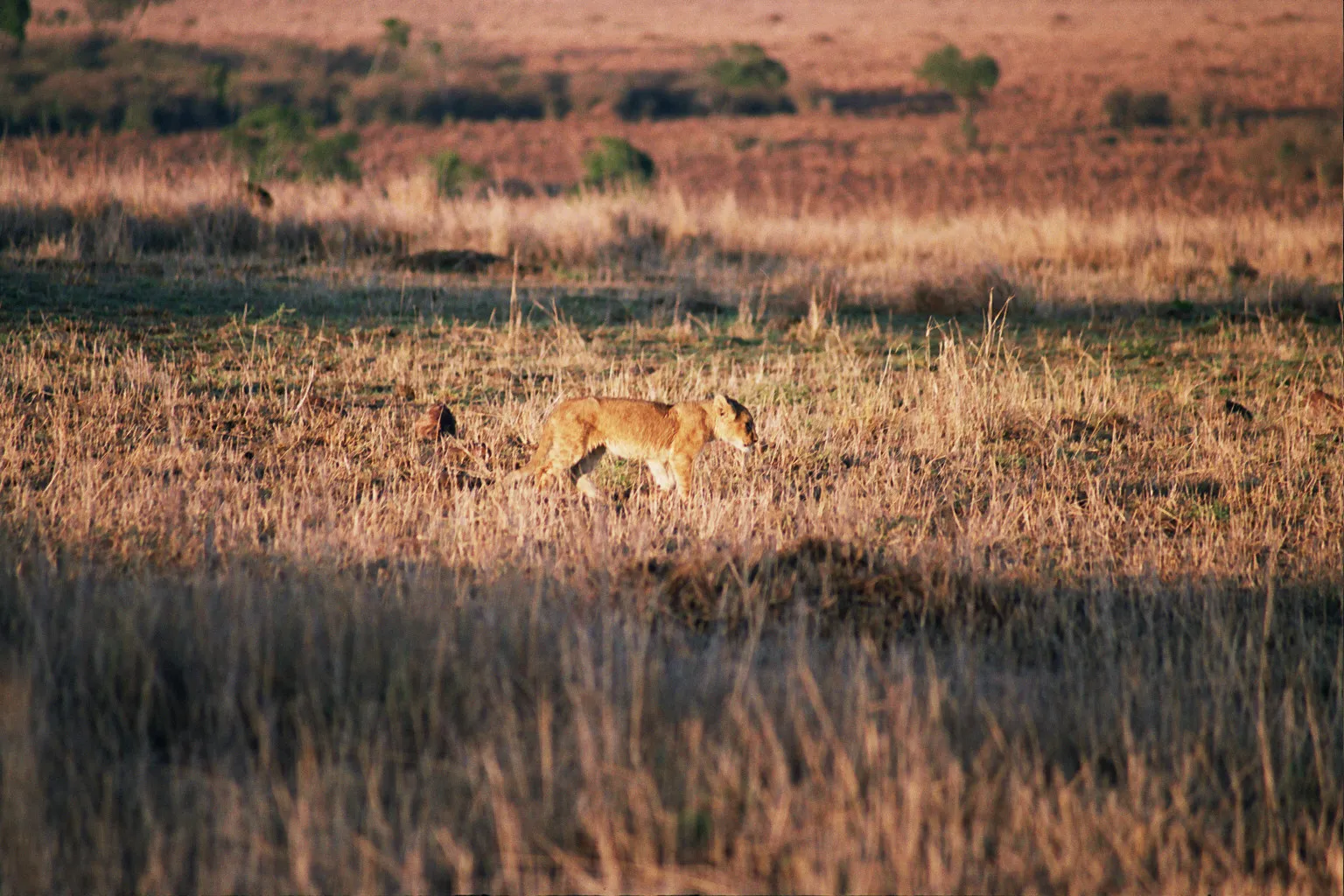 et son petit, Masaï Mara NP, Kenya