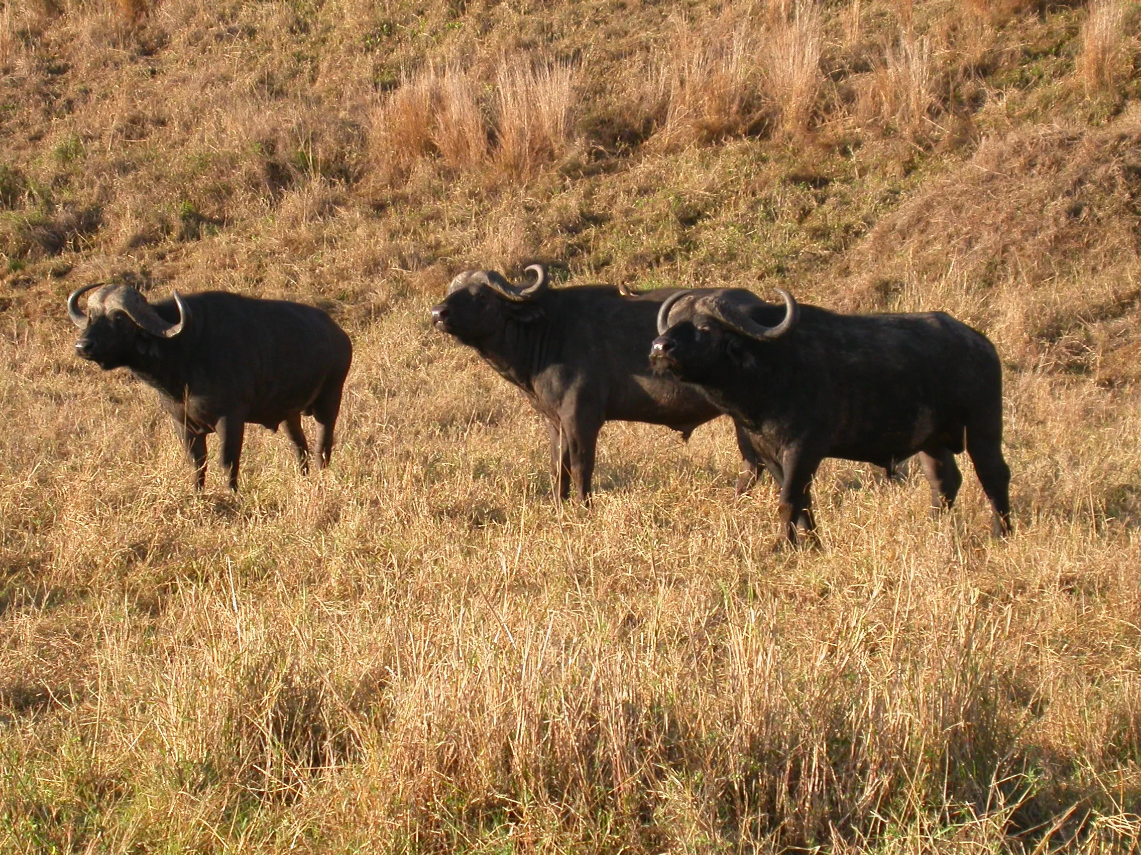 buffles, Masaï Mara NP, Kenya