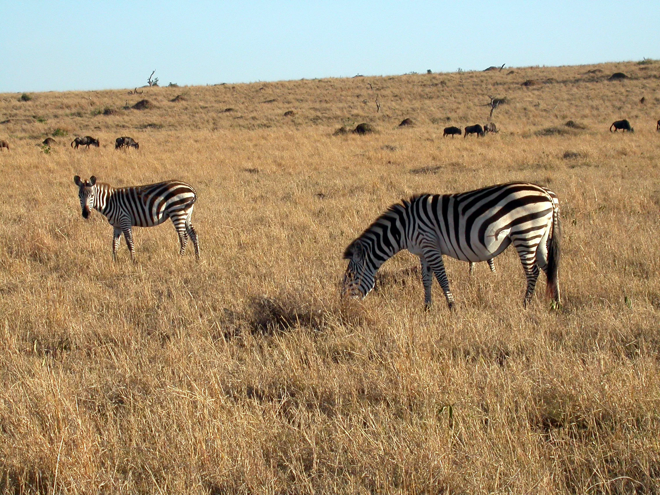 zèbres, Masaï Mara NP, Kenya