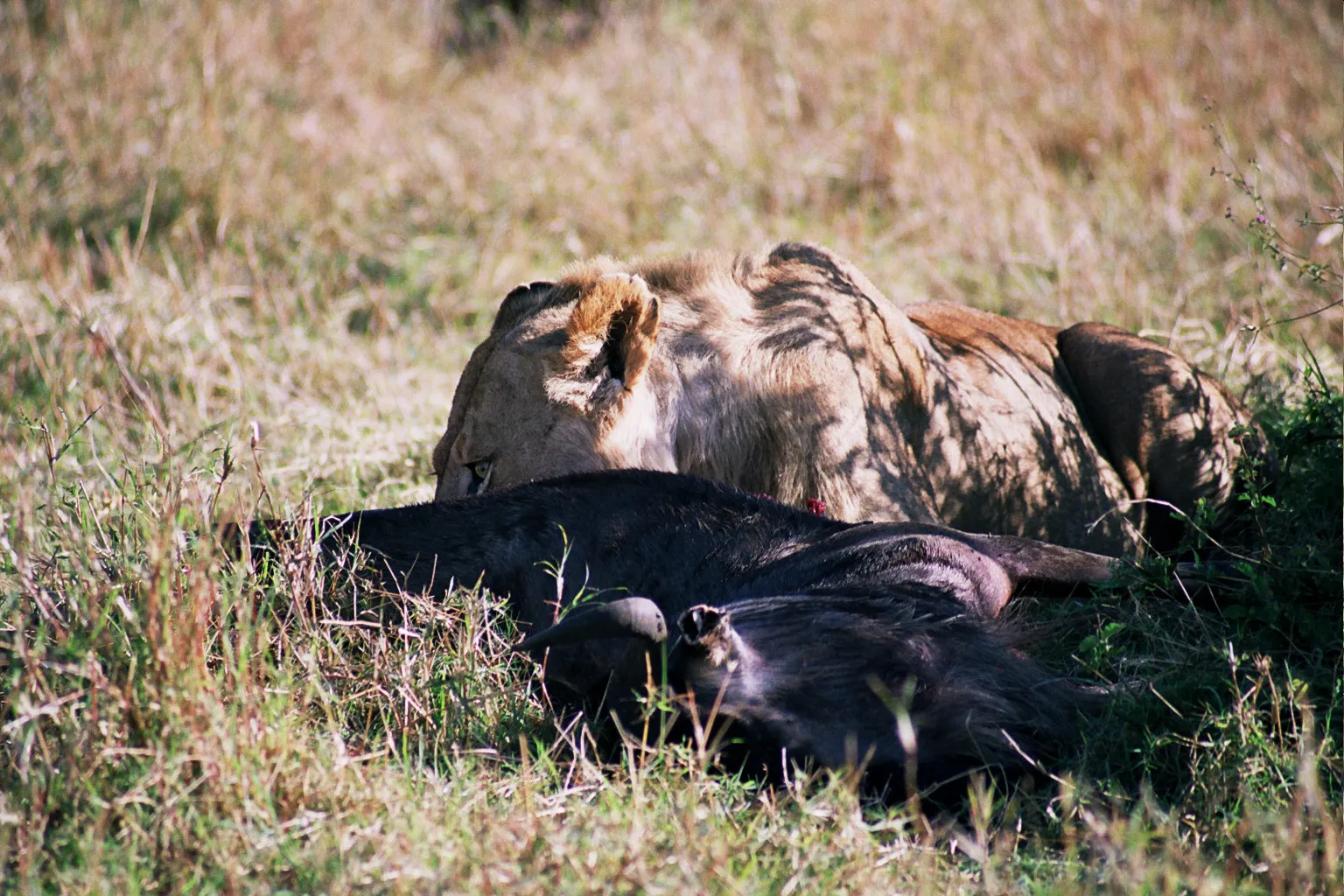lionne au restau, Masaï Mara NP, Kenya