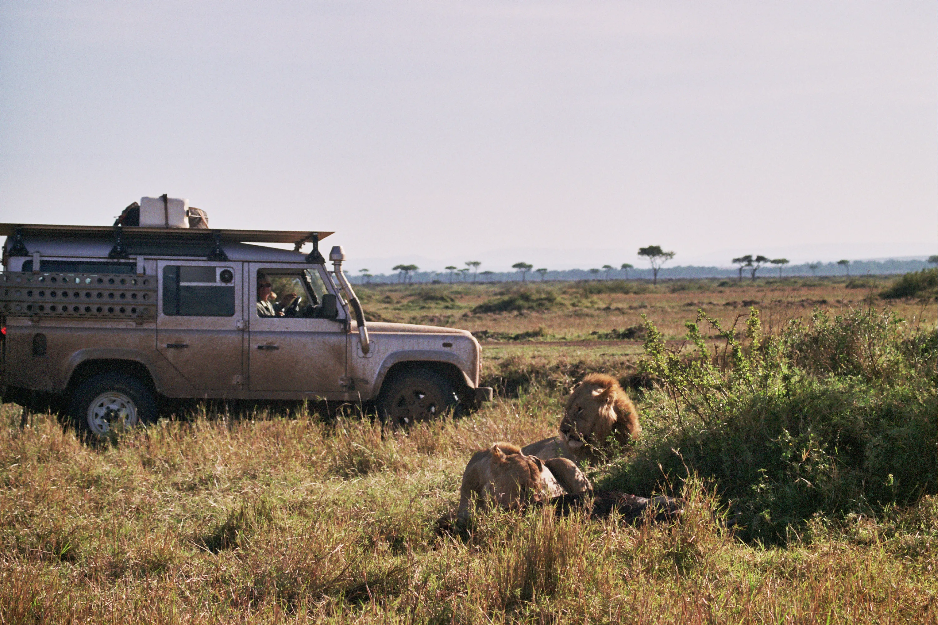 lions, Masaï Mara NP, Kenya