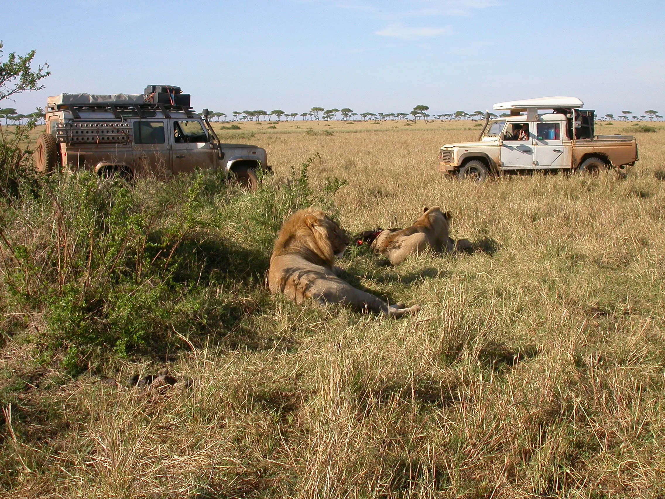 Lands au spectacle, Masaï Mara NP, Kenya