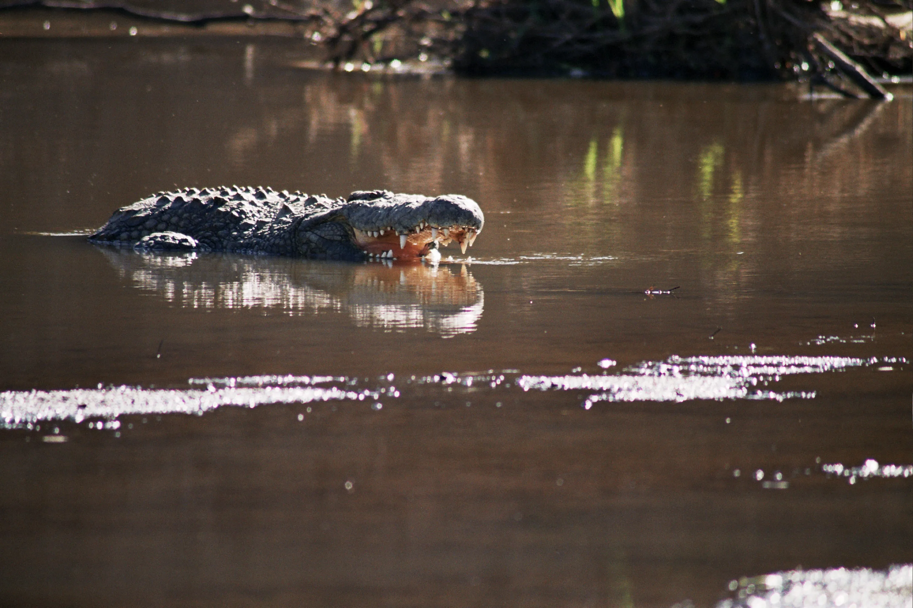 crocodile dans la Mara, Masaï Mara NP, Kenya