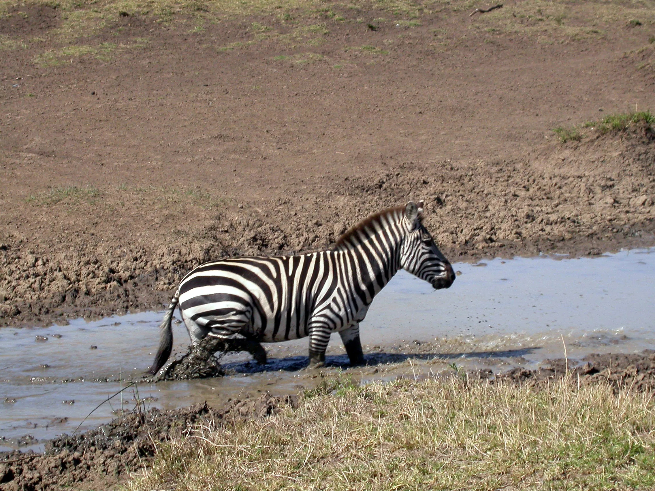 zèbre, Masaï Mara NP, Kenya