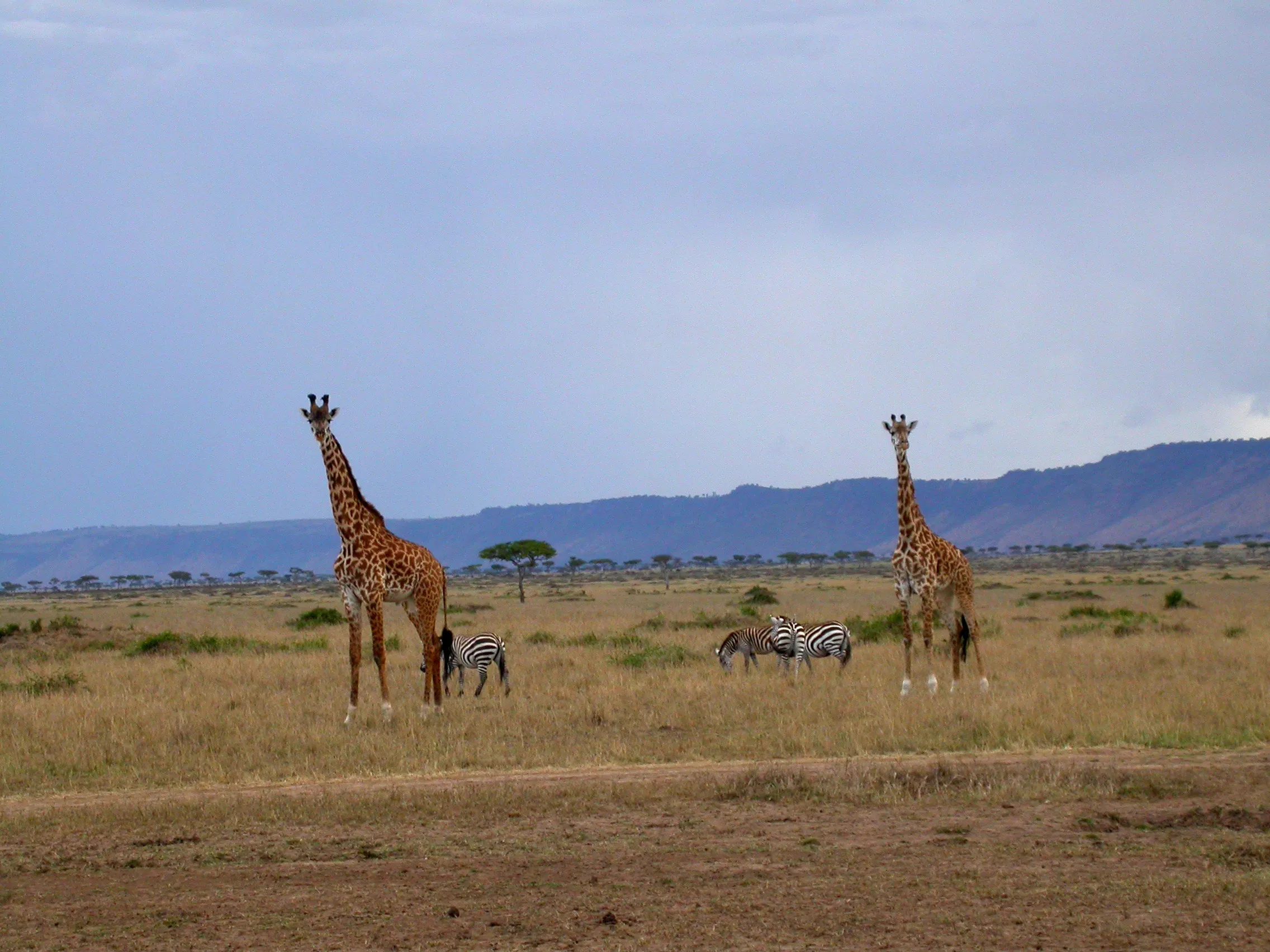 girafes, Masaï Mara NP, Kenya