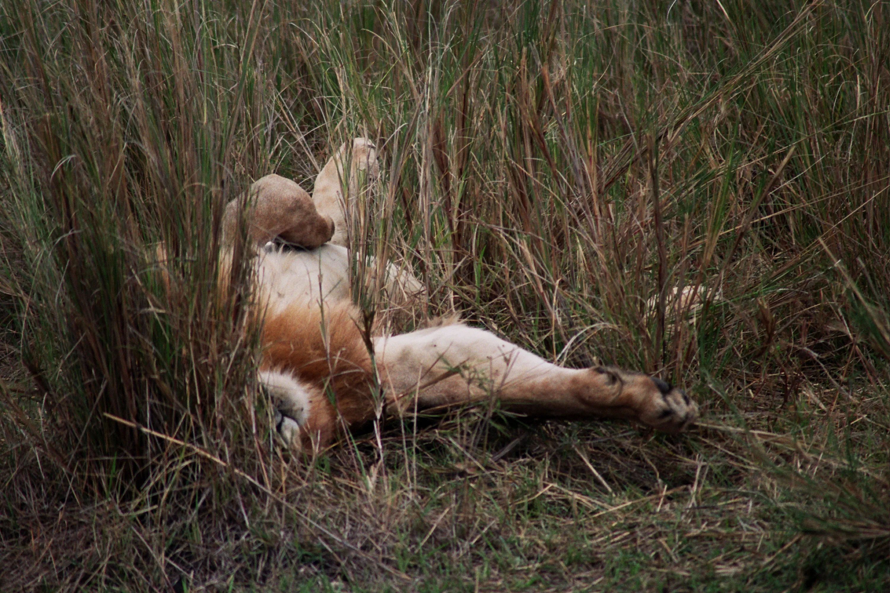 lion à la sieste, Masaï Mara NP, Kenya