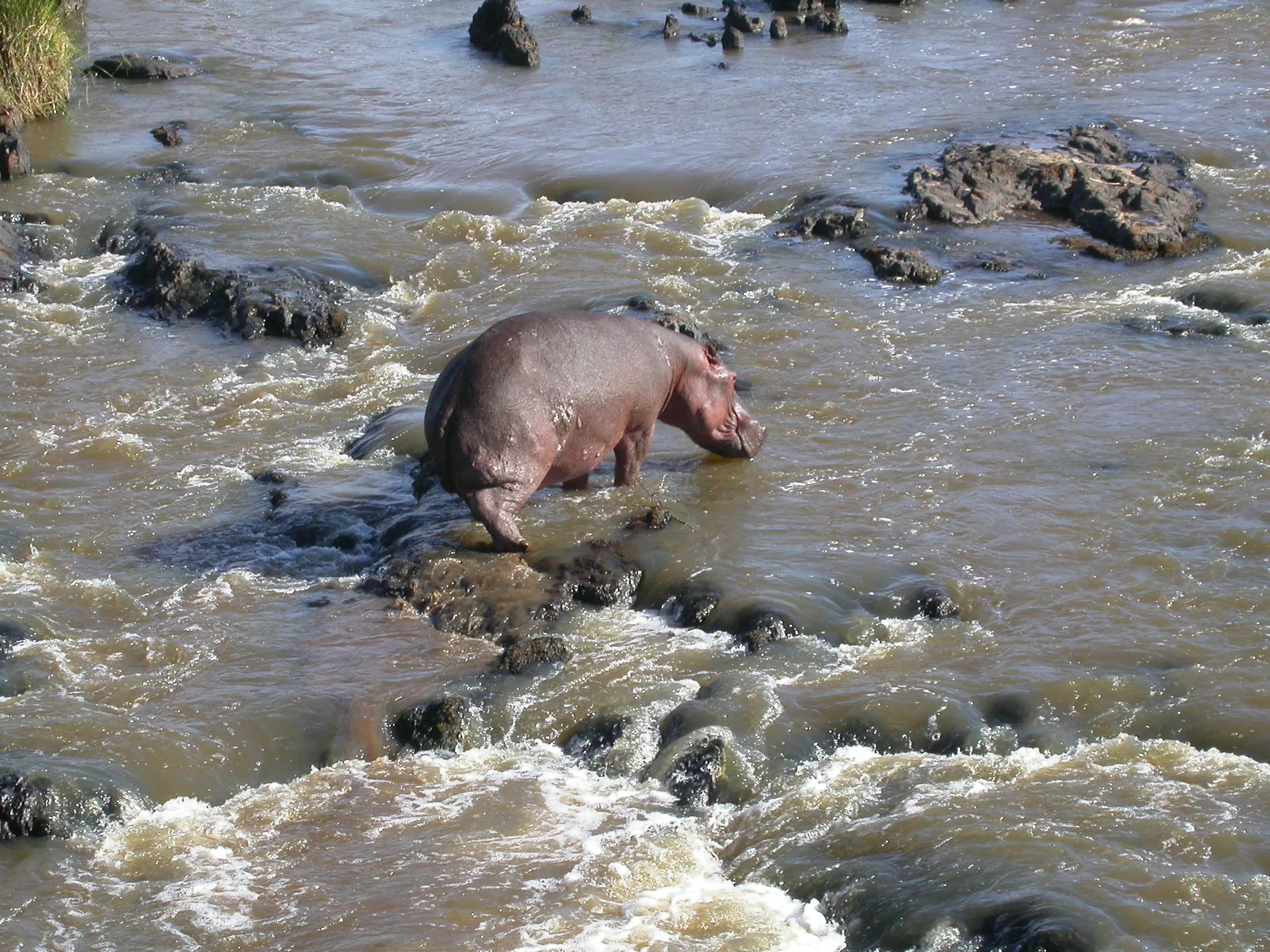 hippopotame, Masaï Mara NP, Kenya