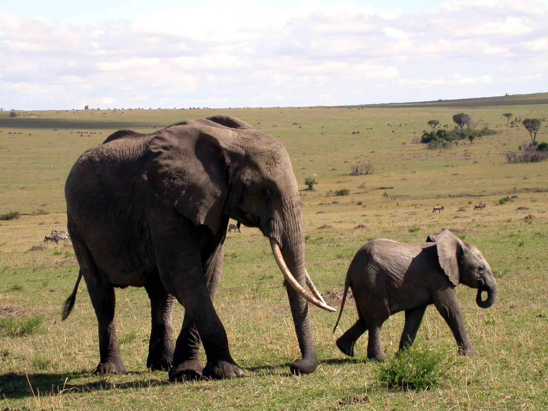 éléphants, Masaï Mara NP, Kenya