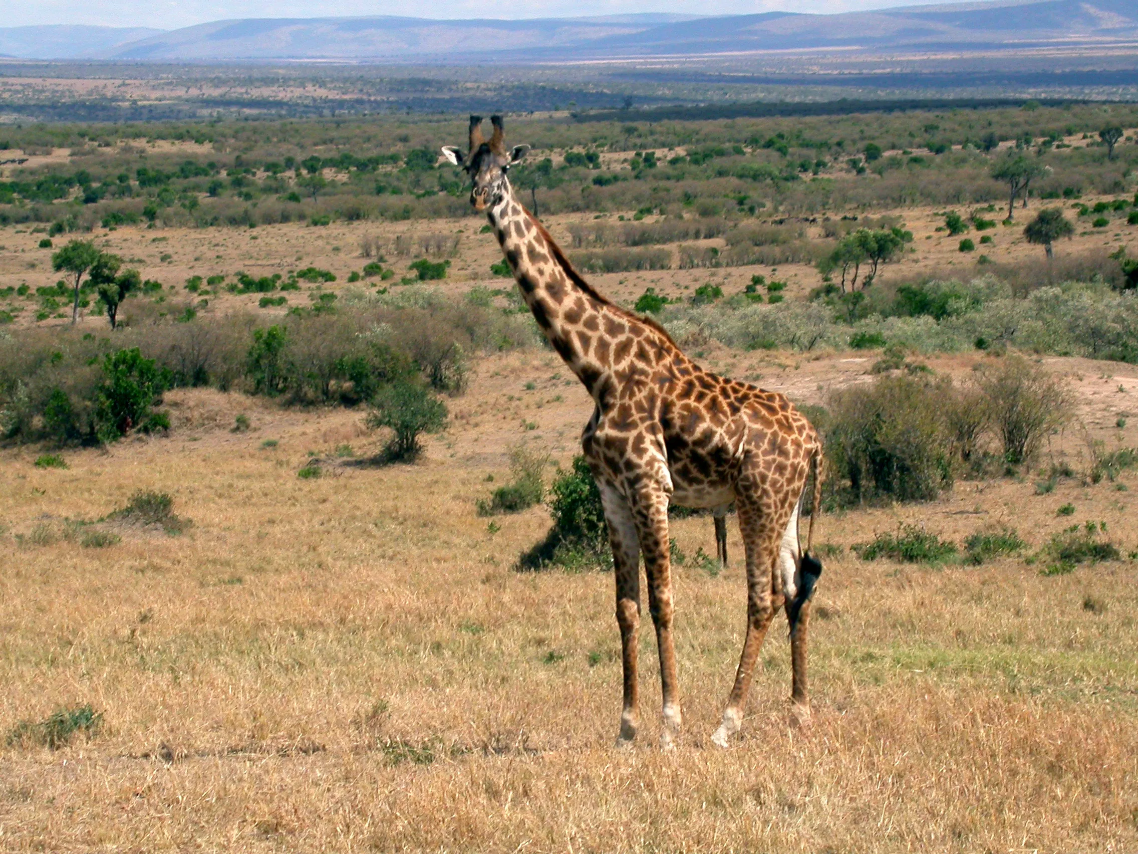 girafe, Masaï Mara NP, Kenya