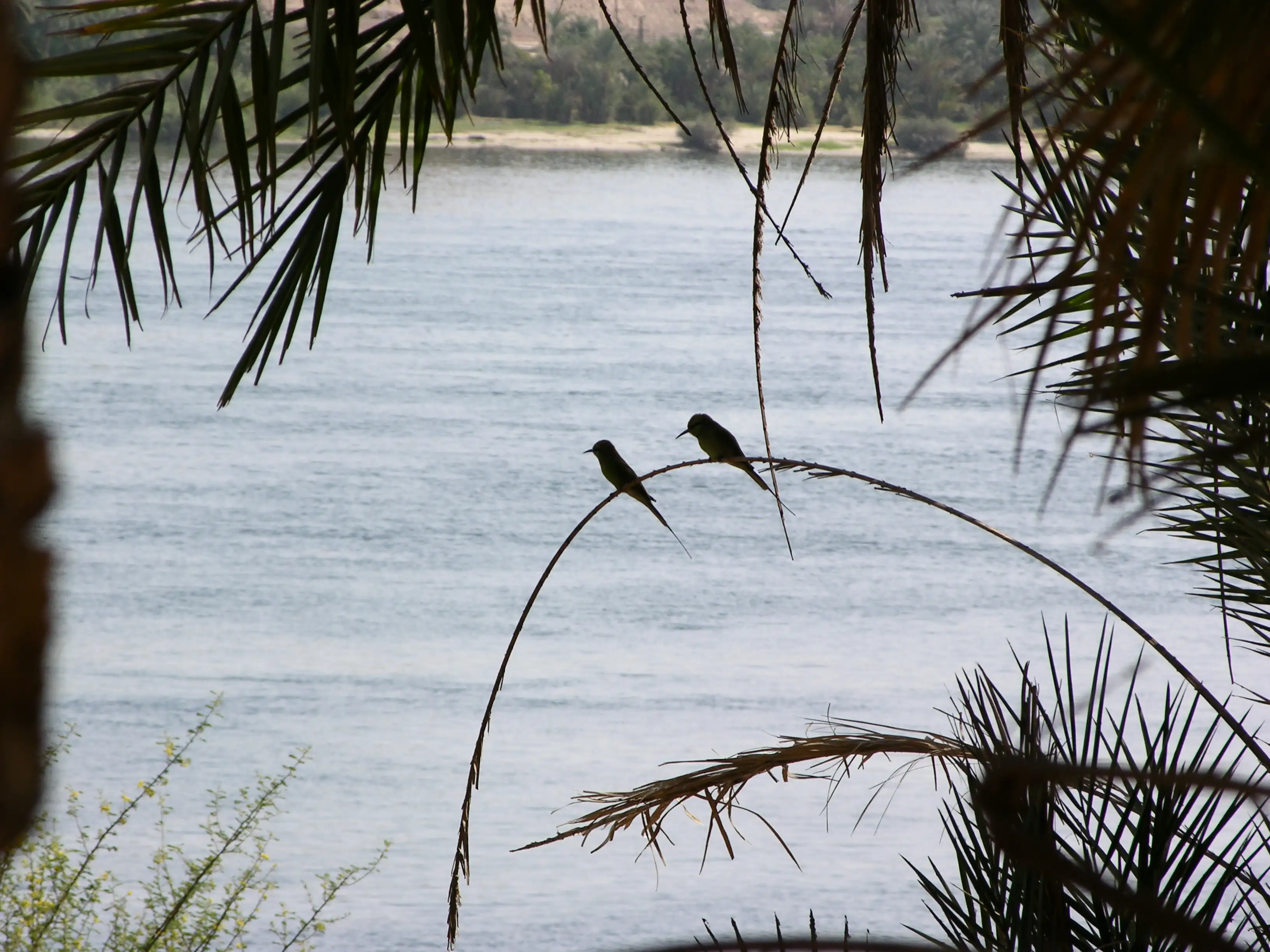 les moineaux n´ont pas l´air inquiets