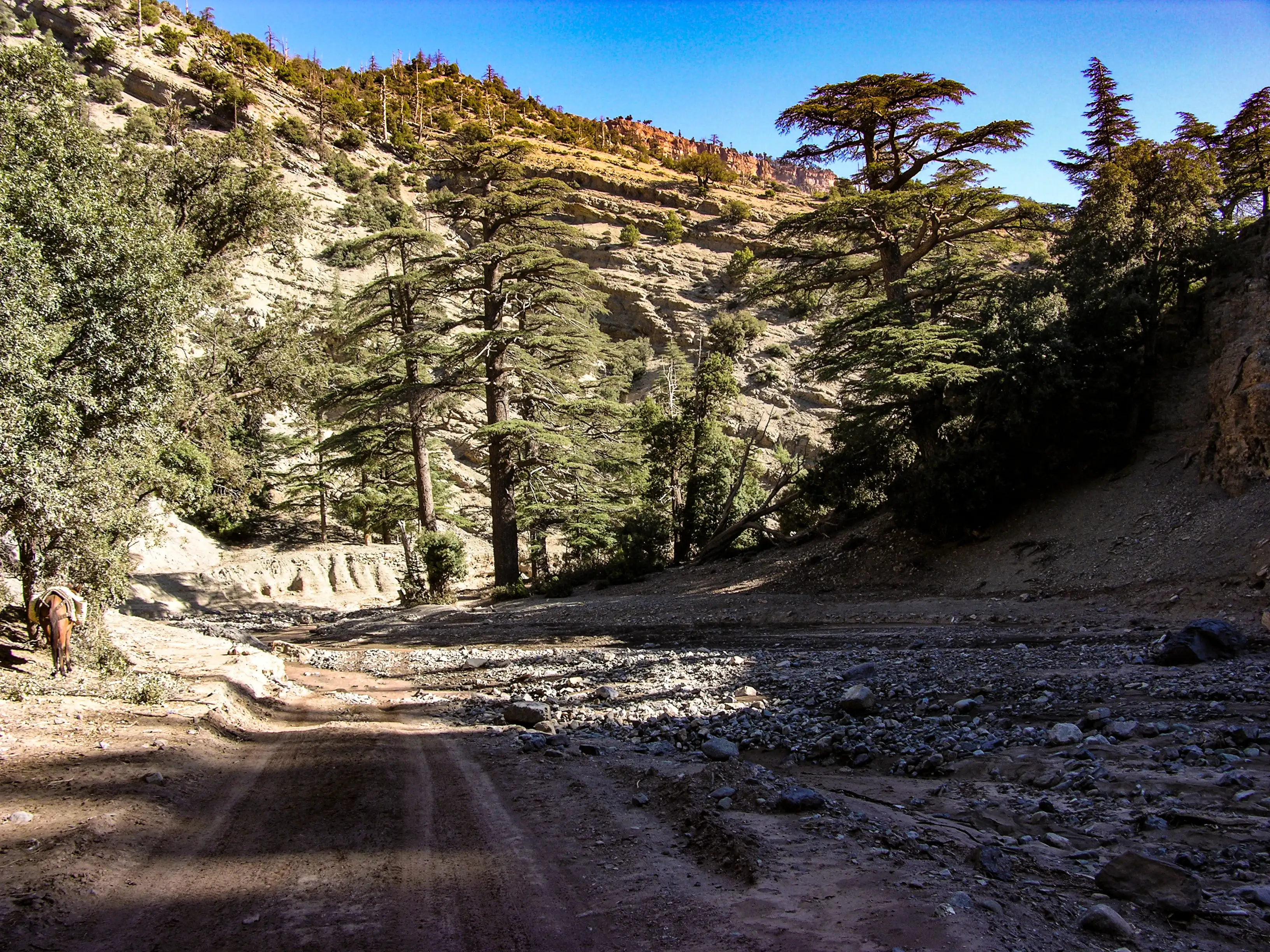 djebel Hayashi