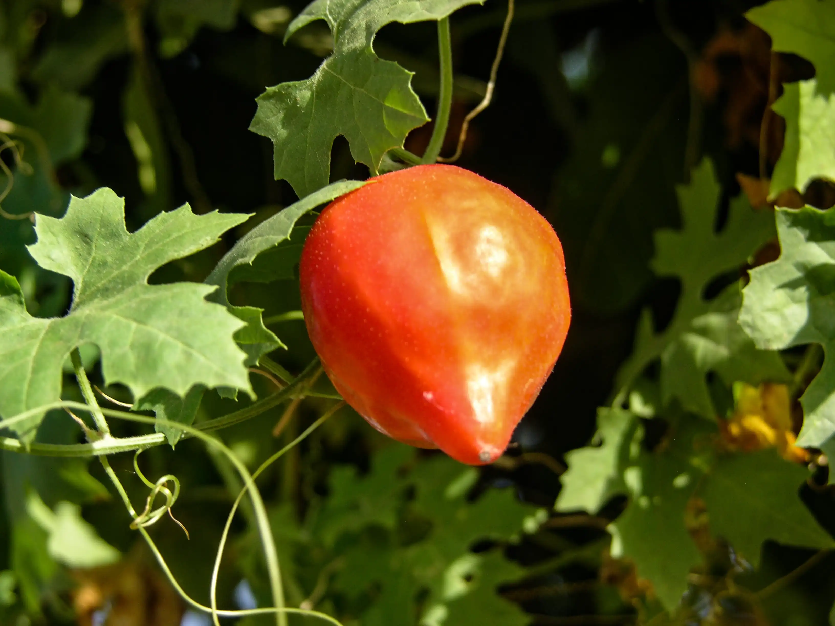 Pomme de Merveille ou Melon amer (Momordica balsamina)