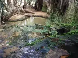 Oasis de berbera