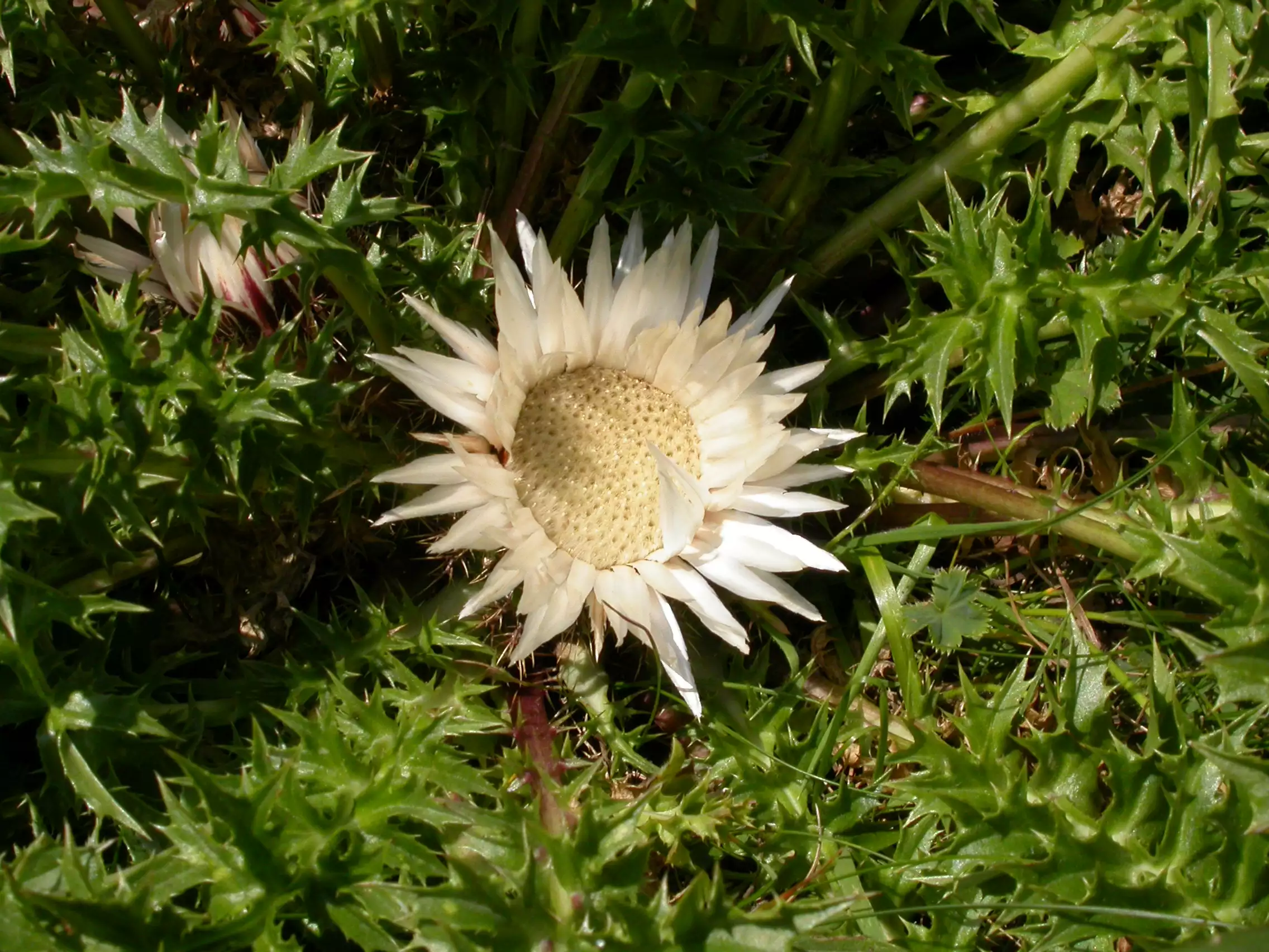 la Carline acaule (Carlina acaulis).